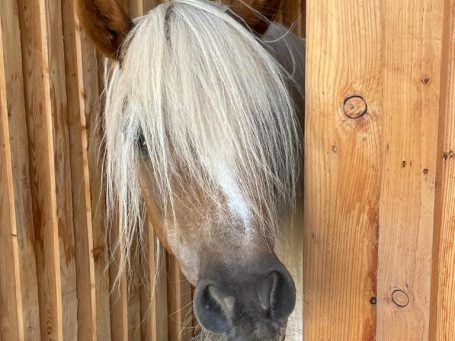 Franka, Pferd mit hellem Fell und langen, hellen Haaren schaut hinter einer Holzlatte hervor.